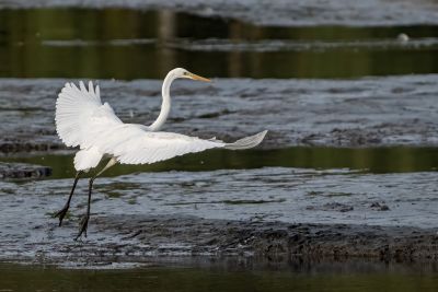 heron, bird, wings, flight, sea, mud, wild, birdwatching, lake, nature, white, bird species, beak, ecology, catch, river, water, environment, image, fauna, habitat