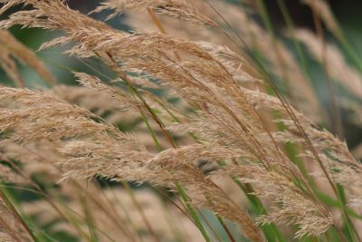 dry grasses, leaf structure, natural texture, windy, crop, autumn, grass blade, nature, rural landscape, ecology, botany, field, beauty, background, natural element, agriculture, outdoor, light, density, natural growth, environment