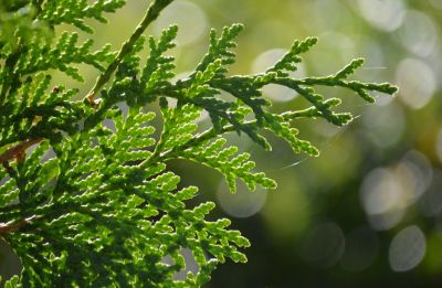 thuja, nature, green, bokeh, close-up, backlight, leaves, texture, nature wallpaper, branch, bright background, garden, sky, natural background, shrub, outdoors, conifer, scale-like leaves, image