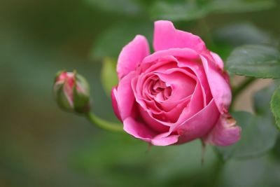 rose, pink rose, flower, floral, bud, macro, spring, romantic, love, fresh, green, leaf, hd wallpaper, garden, nature, beautiful, summer, background, wallpaper, petal, bloom, beauty, Hungary, Budapest