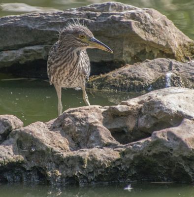 night heron, heron, bird, wildlife, beak, river rock, plumage, nature, juvenile, rock, birdwatching, stone, surroundings, natural world, ornithology, water, fauna, life, animal, ear