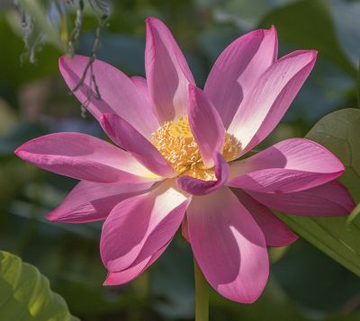 lotus, flower, petals, pink, nature, petal, water plant, botany, gardening, outdoor, asian, calm, elegance, summer, zen, water, peaceful