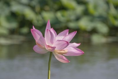 lotus, flower, bloom, petals, blossom, flora, pond, reed, nature, tranquil, pink, stem, ecology, peaceful, aquatic plant, zen, meditation, beauty, leaf, blossoming