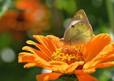 butterfly, zinnia, garden, macro, wings, clouded yellow, orange, pollination, nature, sunny, detail, summer, natural, photography, contrast, symbiosis, light, sharpness, landscape, blossom, flowering