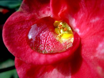 flower, nature, beautiful, bright, closeup, color, dew, flora, garden, leaf, love, petal, still life, summer