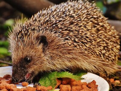 hedgehog, pet, eating, feed, young hedgehog, young animal, animal, mammal, prickly, nocturnal, cute, nature, garden, animal world