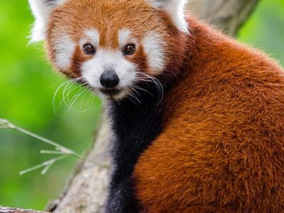 red panda, animal, cute, furry, outdoors, wildlife, portrait, animal world, fauna, wilderness, nature, wild anima, wildlife photography
