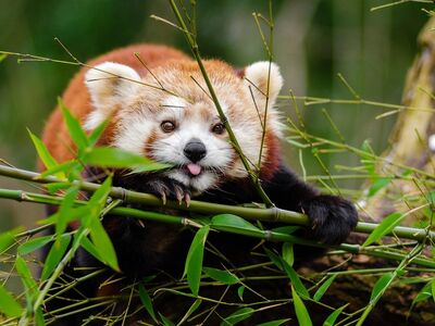 red panda, bamboo, tongue out, mammal, animal, wild, wild animal, wilderness, wildlife, wildlife photography, animal world, nature, adorable, cute, leaves, plants, red panda, red panda, red panda, red panda, red panda