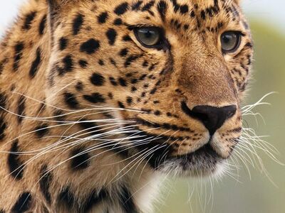 animal, nature, leopard, wildlife, big cat, carnivore, mammal, predator, wild animal, fauna, wilderness, portrait
