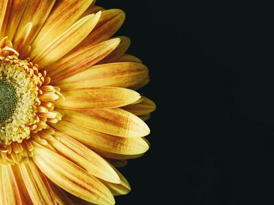 sunflower, blossom, cool backgrounds, laptop wallpaper, mac wallpaper, yellow, beautiful wallpaper, flower background, flower, nature, close up, 4k wallpaper, free wallpaper, hd wallpaper, macro, wallpaper, windows wallpaper, floral background, yellow flower, desktop backgrounds, free background, beautiful flowers, yellow petals, full hd wallpaper, wallpaper 4k, 4k wallpaper 1920x1080, wallpaper hd, flower wallpaper, flora, bloom