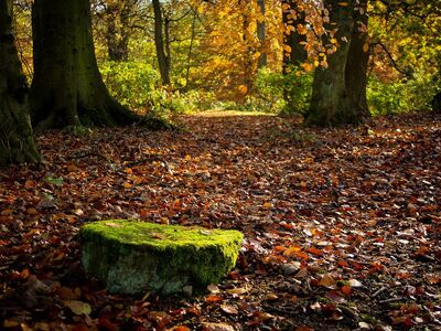 nature