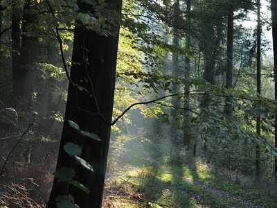 forest, nature