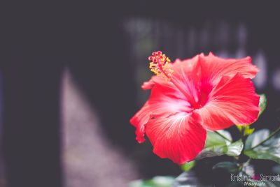 flower, nature, bright, flora, hibiscus, leaf, outdoors, summer