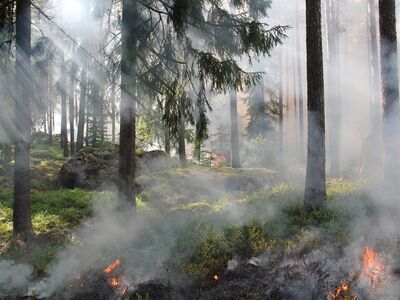 the ugly swamp, nature reserve, burning, fire, nature, smoke, nature conservation burning, sweden, ash, forest fire, hot, forest, tree, nature conservation