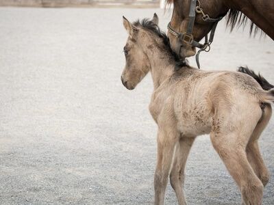 foal, horse, pony, small, baby animal, mare, dun, nature, breed, pony breeding, horse breeding, riding pony, riding pony foal, animal, mammal, newborn