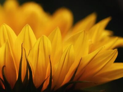 sunflower, blossom, flower wallpaper, bloom, cool backgrounds, free background, full hd wallpaper, flower, nature, wallpaper hd, windows wallpaper, desktop backgrounds, beautiful wallpaper, floral background, flower background, free wallpaper, yellow, 4k wallpaper, emotions, floral greeting, mac wallpaper, background, hd wallpaper, 4k wallpaper 1920x1080, radiant, happy, beautiful flowers, laptop wallpaper, congratulation, hope, wallpaper 4k, pleasure