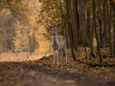 fallow deer, animal, forest, deer, antlers, male deer, mammal, wildlife, fauna, wilderness, nature, animal world, deer, deer, deer, deer, deer