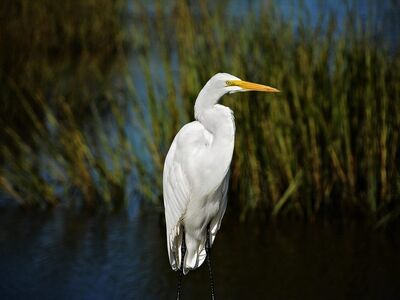 egret, bird, water bird, animal, lake, water, plumage, feathers, beak, animal world, nature, wildlife, egret, egret, egret, egret, egret