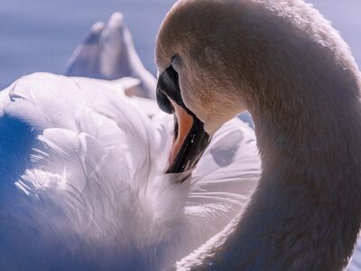 swan, bird, animal, waterbird, avian, nature, ornithology