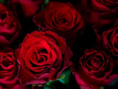 roses, 4k wallpaper, flower wallpaper, free background, red roses, bouquet, red flowers, free wallpaper, full hd wallpaper, 4k wallpaper 1920x1080, laptop wallpaper, desktop backgrounds, flowers, hd wallpaper, beautiful flowers, flower background, flora, beautiful wallpaper, cool backgrounds, mac wallpaper, nature, wallpaper hd, wallpaper 4k, windows wallpaper, background