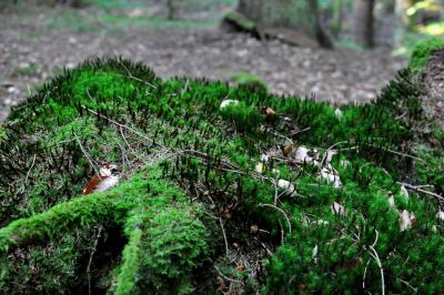 forest, nature