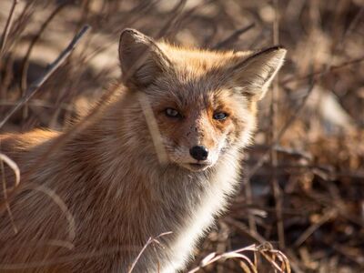animal, mammal, fox, wild, forest, species, fauna, nature, wildlife