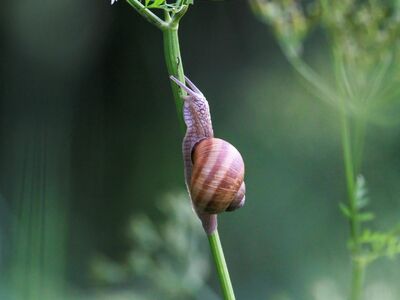 snail, shell, stem, plant, animal, gastropod, nature, fauna, crawl, slow