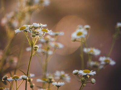 flowers, windows wallpaper, free background, flower background, nature background, wild flowers, 4k wallpaper, beautiful flowers, free wallpaper, autumn colors, autumn, cool backgrounds, desktop backgrounds, fall, passing, garden, wallpaper 4k, nature, flora, floriculture, flower wallpaper, 4k wallpaper 1920x1080, botany, beautiful nature, mac wallpaper, closeup, wallpaper hd, laptop wallpaper, hd wallpaper, full hd wallpaper, nature wallpaper, beautiful wallpaper, background