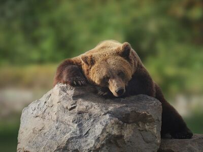 bear, beast, nature, dormant, mammal, good, animal