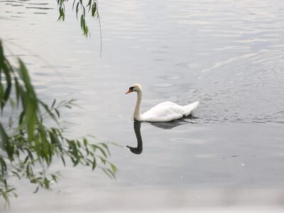 swan, bird, lake, swim, nature, water, swan, swan, swan, swan, swan