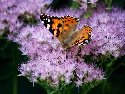 butterfly, close up, nature, blossom, bloom, garden