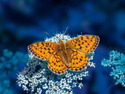 butterfly, 4k wallpaper 1920x1080, insect, free wallpaper, springtime, environment, beautiful wallpaper, full hd wallpaper, free background, close up, 4k wallpaper, cool backgrounds, wallpaper 4k, wallpaper hd, grass, mac wallpaper, plant, windows wallpaper, desktop backgrounds, floral background, wildlife, entomologist, background, laptop wallpaper, hd wallpaper, nature, macro