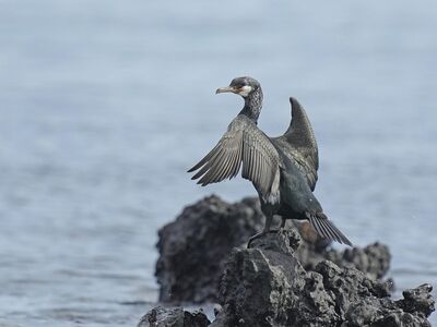 cormorant, rock, animal, ornithology, beak, wild animal, nature, jeju island
