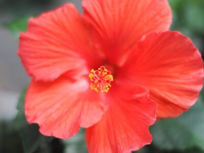 flower, nature