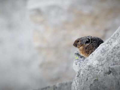 pika, animal, mammal, nature, wild, wildlife, rock, cony, coney, rodent, copy space