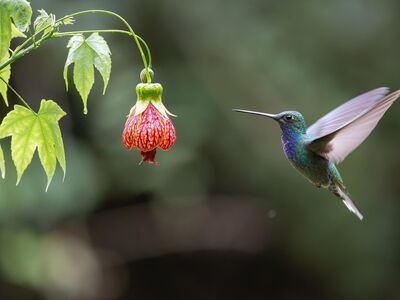 hummingbird, bird, animal, feathers, plumage, wildlife, nature, fauna, avian, ornithology, wings