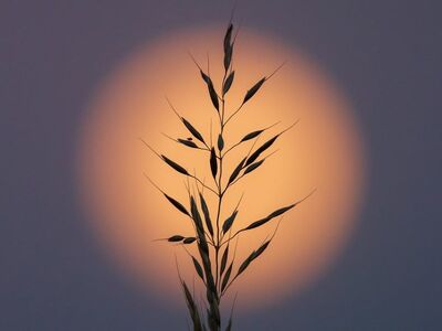 grain, moon, silhouette, dusk, grain straw, nature, oats
