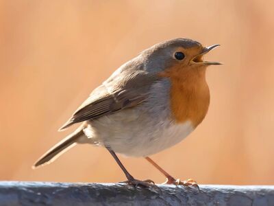 robin, bird, pen, nature, portrait, nature background, wallpaper hd, hd wallpaper, free background, ornithology, full hd wallpaper, background, wallpaper 4k, windows wallpaper, beautiful wallpaper, 4k wallpaper 1920x1080, wallpaper, beautiful nature, feather, laptop wallpaper, cool backgrounds, nature wallpaper, mac wallpaper, singing bird, beak, 4k wallpaper, singing, free wallpaper, sound, music, desktop backgrounds, cute