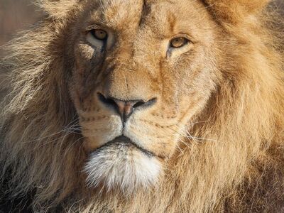 lion, big cat, animal, feline, predator, hunter, wildlife, nature