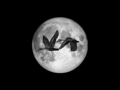 moon, ducks, birds, flight, wings, surreal, fantasy, nature, darling, night