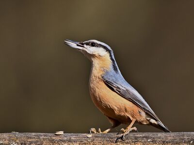 nuthatch, bird, wildlife, beak, plumage, ornithology, nature