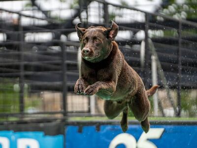 dog diving, canine sports, dog competition, water dogs, dog jump, splash, dog in midair, sporting dogs, agility dogs, active dogs, pet competition, dog event, high jump dog, dog splash, outdoor dog event, athletic dogs, water sport, dog action shot, flying dog, pet photography, dog show, dog training, energetic dogs, dog leap