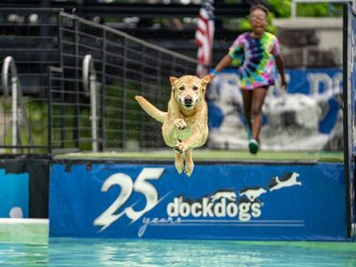 dog diving, canine sports, dog competition, water dogs, dog jump, splash, dog in midair, sporting dogs, agility dogs, active dogs, pet competition, dog event, high jump dog, dog splash, outdoor dog event, athletic dogs, water sport, dog action shot, flying dog, pet photography, dog show, dog training, energetic dogs, dog leap