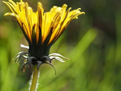 dandelion, flower, macro, close up, phone wallpaper, blossom, bloom, plant, wildflowers, abstract, wallpaper
