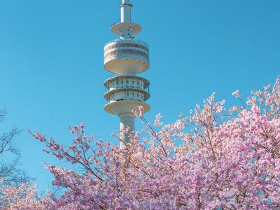 olympic tower munich, olympia tower, olympic park, munich, television tower, architecture, spring, cherry tree, blossoms, nature, outdoors, ornamental cherry, cherry blossom, mobile wallpaper, iphone background