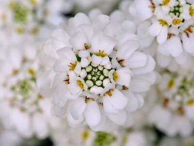 flower, nature, bloom, macro, white, plant, background