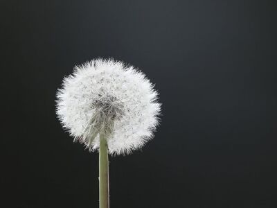 dandelion, flower background, blow, wish you, 4k wallpaper, windows wallpaper, flying, wallpaper hd, seeds, wish, mac wallpaper, hd wallpaper, meadow, desktop backgrounds, beautiful wallpaper, wallpaper 4k, background, 4k wallpaper 1920x1080, cool backgrounds, shining, free wallpaper, light, sun, the shade, nature, beautiful flowers, floral background, flower, full hd wallpaper, flower wallpaper, flying seeds, free background, laptop wallpaper, bloom
