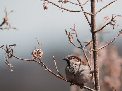 sparrow, mobile wallpaper 4k, branch, springtime, iphone wallpaper, lock screen wallpaper, nature, birdwatching, soft colors, cherry blossom, ipad wallpaper, wildlife photography, mobile wallpaper, tranquility, beautiful wallpaper, phone wallpaper, small birds, urban nature, avian, wallpaper, background, samsung wallpaper, 4k, desktop wallpaper, desktop background