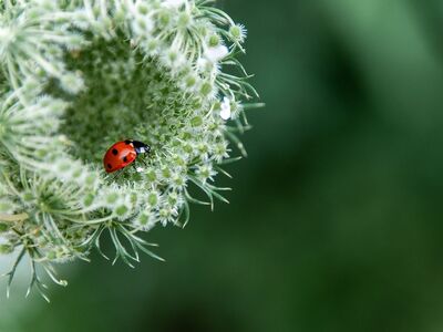 flower, beetle, insect, flower background, beautiful nature, nature background, nature, hd background, full hd wallpaper, flower wallpaper, hd wallpaper, beautiful flowers, desktop backgrounds, nature wallpaper