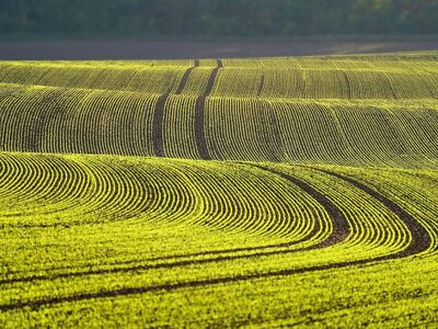 field, free wallpaper, plant, desktop backgrounds, wallpaper hd, young plants, green, beautiful nature, alignment, cool backgrounds, 4k wallpaper 1920x1080, valley, hilly, nature, mac wallpaper, free background, landscape, beautiful wallpaper, spring, wallpaper 4k, agriculture, hd wallpaper, culture, plantation, nature wallpaper, windows wallpaper, full hd wallpaper, 4k wallpaper, wallpaper, nature background, desktop picture, hintergrundsbild, floral background, laptop wallpaper, yk